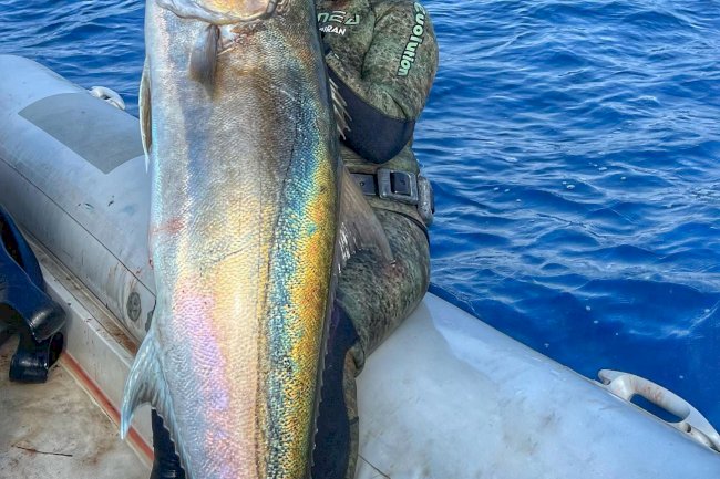 Zıpkınla dev akya balığı avladı (27.10.2022)