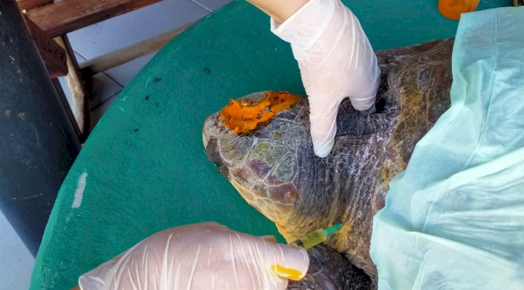 Yaralı caretta caretta emin ellerde…