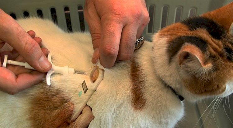 Evcil hayvanlara mikroçip uygulaması