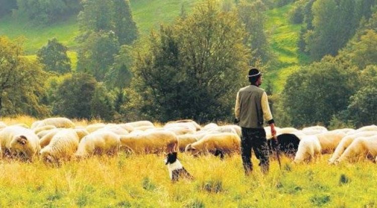 Çoban İstihdamı askıya çıkarıldı