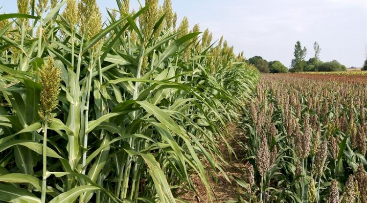 Ezine’de üreticilere u hibeli tohum dağıtılacak