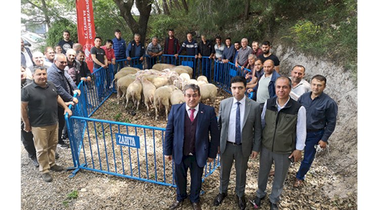 Yetiştiricilere Damızlık Koç Dağıtıldı