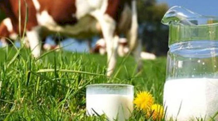 Süt destekleme icmal listeleri askıya çıktı