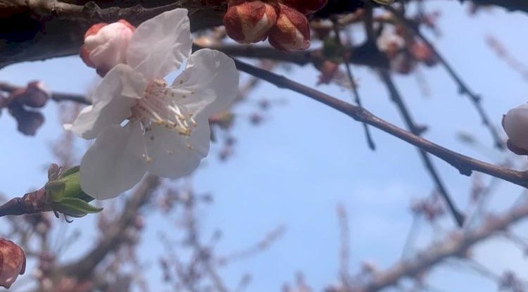 Yalancı havalar  çiçek açtırdı