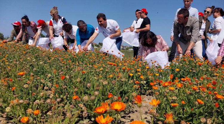 Tarihi Alan Şifa Bahçesinde ilk hasat yapıldı!