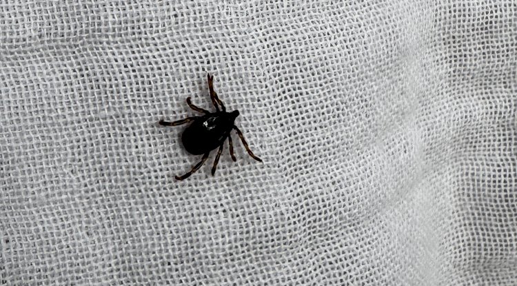 Kene vakalarına dikkat!