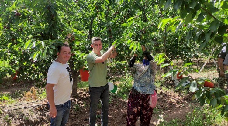 Ezine’de kiraz hasadı