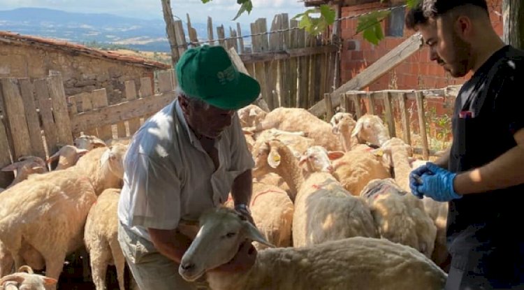 Küpeleme ve kimliklendirme işlemleri uygulanıyor
