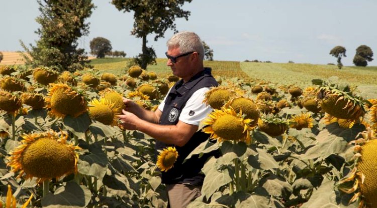 5600 ton yağlık ayçiçeği hasadı bekleniyor