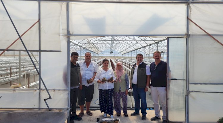 Türkarslan, Çilek seralarını inceledi