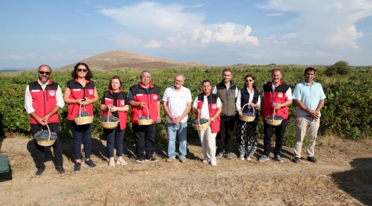 Üzüm hasadı coşkuyla başladı