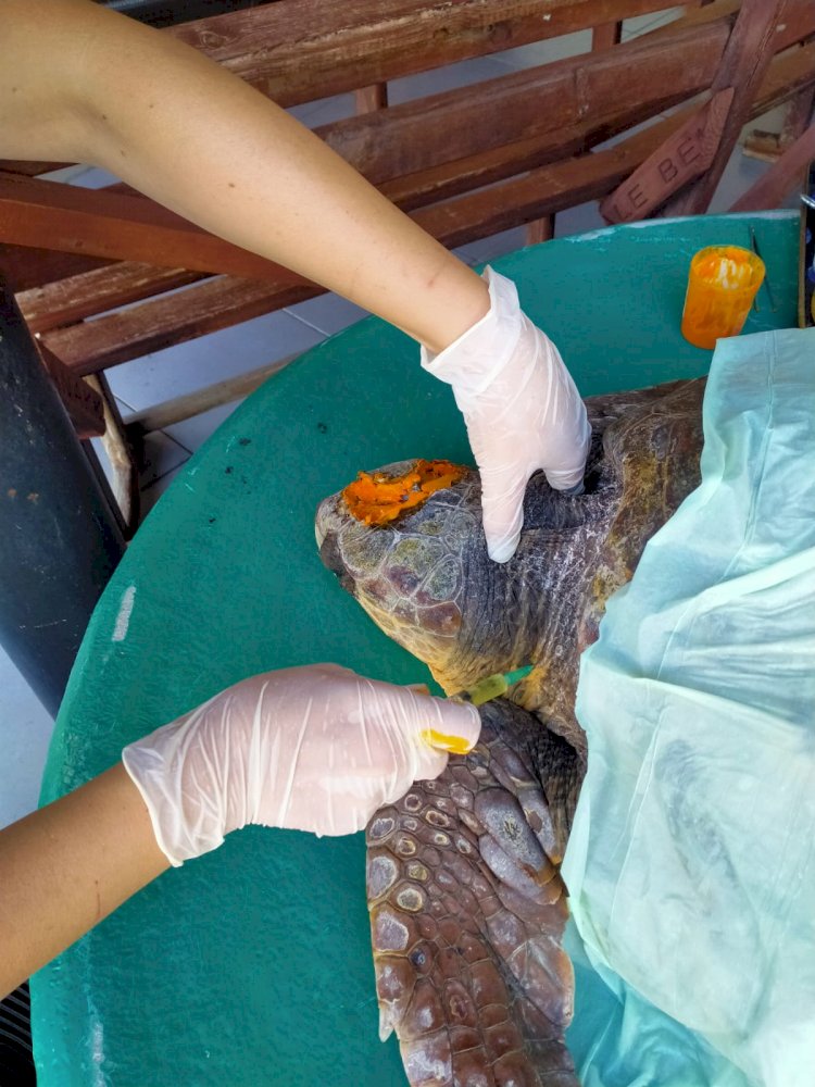 Yaralı caretta caretta emin ellerde…