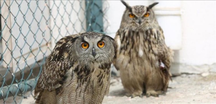 7 bin 784 yaban hayvanı, tedavi edilerek doğaya bırakıldı