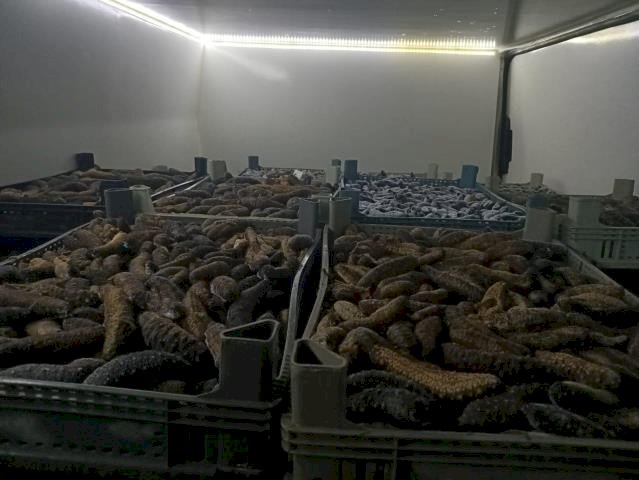 5 ton deniz patlıcanı ele geçirildi (27.10.2022)
