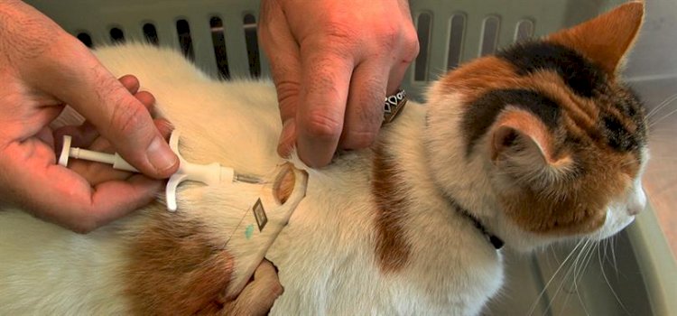 Evcil hayvanlara mikroçip uygulaması