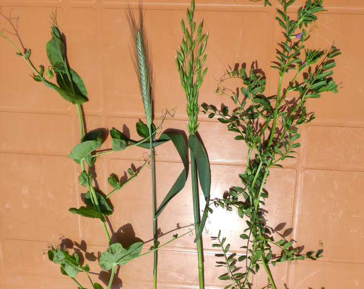 Üreticilere Dörtlü Karışım Yem Bitkisi Anlatıldı