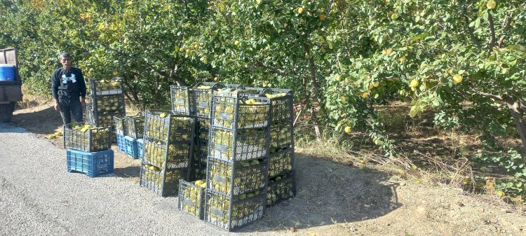 Akköy’de ayva hasadı