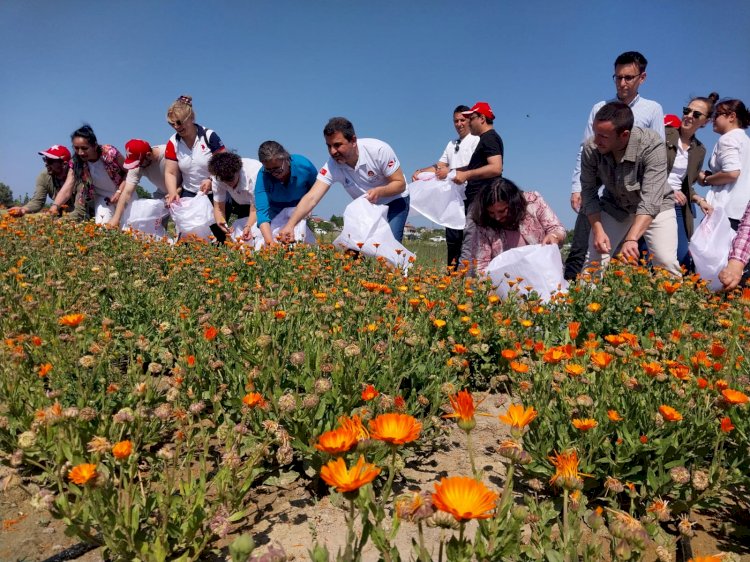 Tarihi Alan Şifa Bahçesinde ilk hasat yapıldı!