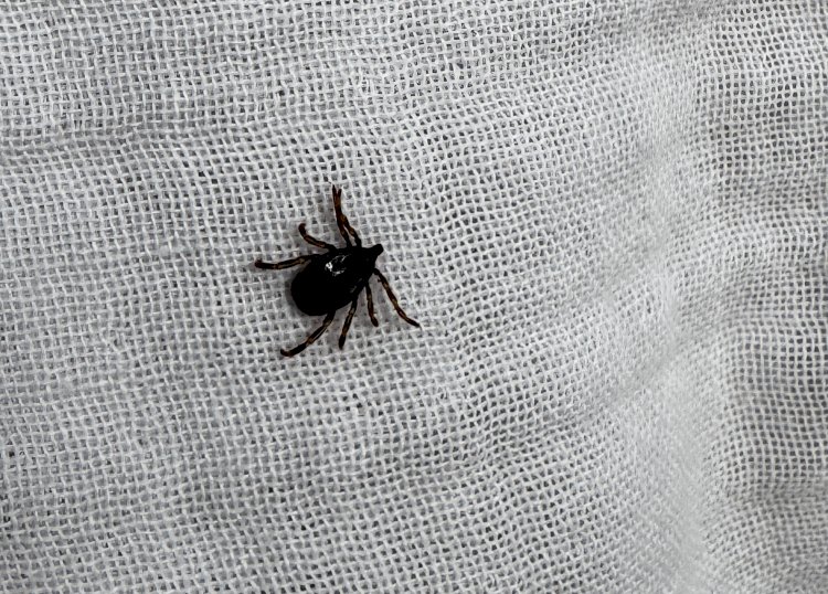 Kene vakalarına dikkat!