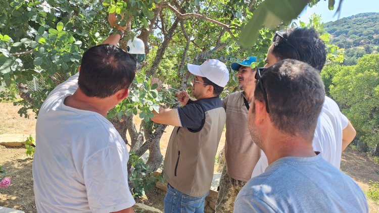 Gökçeada’da aşılama çalışması