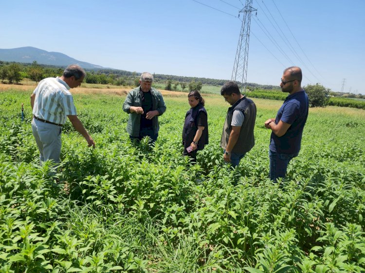 Susam Demonstrasyonu'nda incelemelerde bulundu